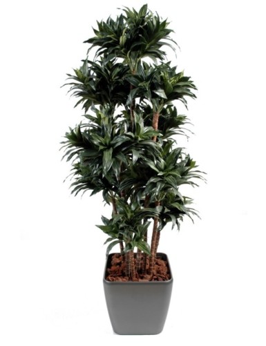 DRACHENBAUM FRAGRANS IN QUADRO