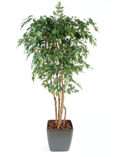 FICUS MULTI TREE NATASJA EN...