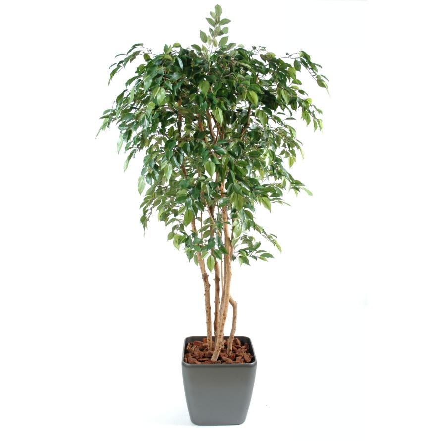 FICUS MULTI TREE NATASJA EN QUADRO