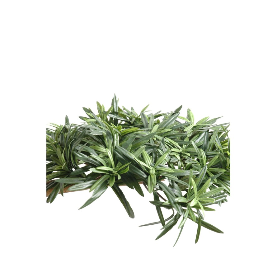 PODOCARPUS EN FORMA DE NUBE LARGE