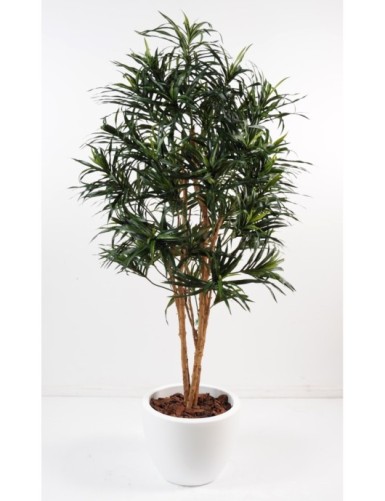 DRACAENA ANITA EN MACETA