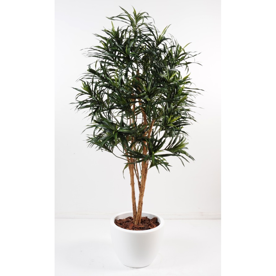 DRACAENA ANITA EN MACETA