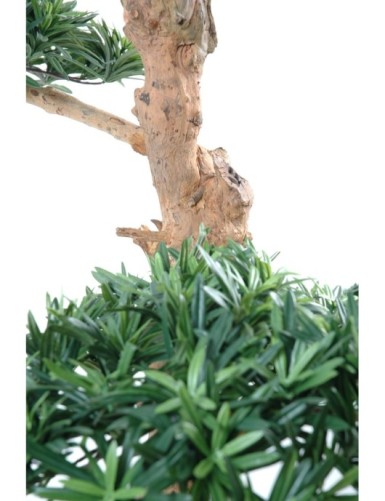 PODOCARPUS WOLKE GROSS