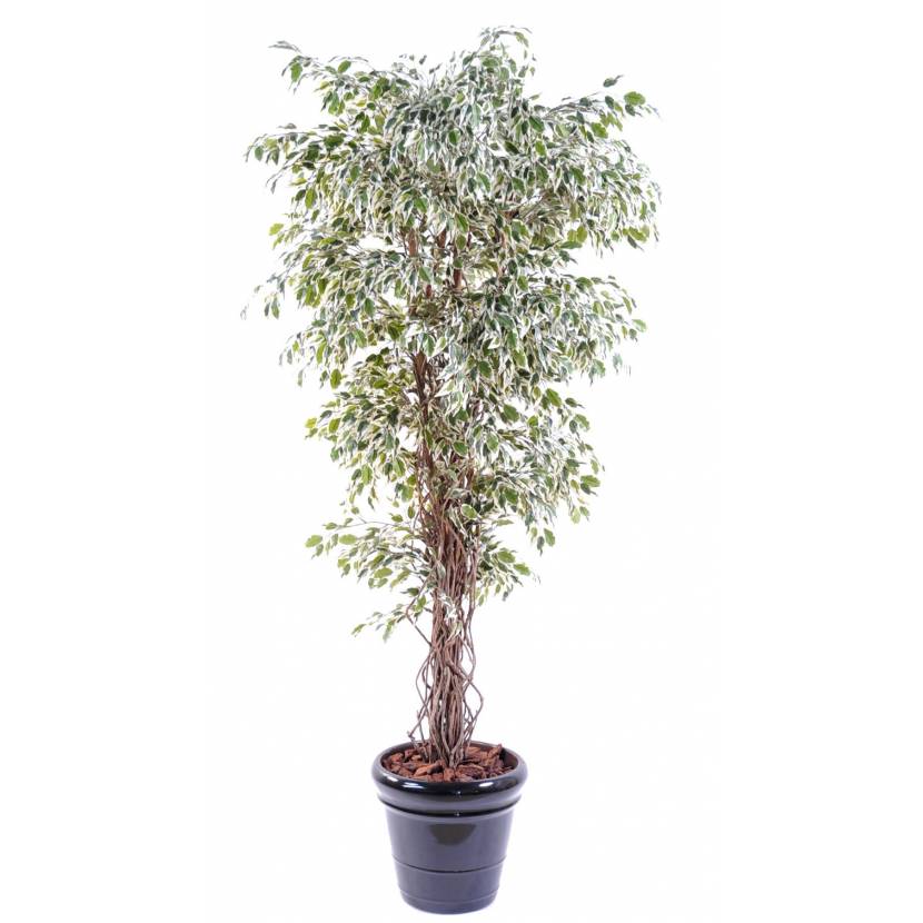 Ficus artificial LIANAS PF