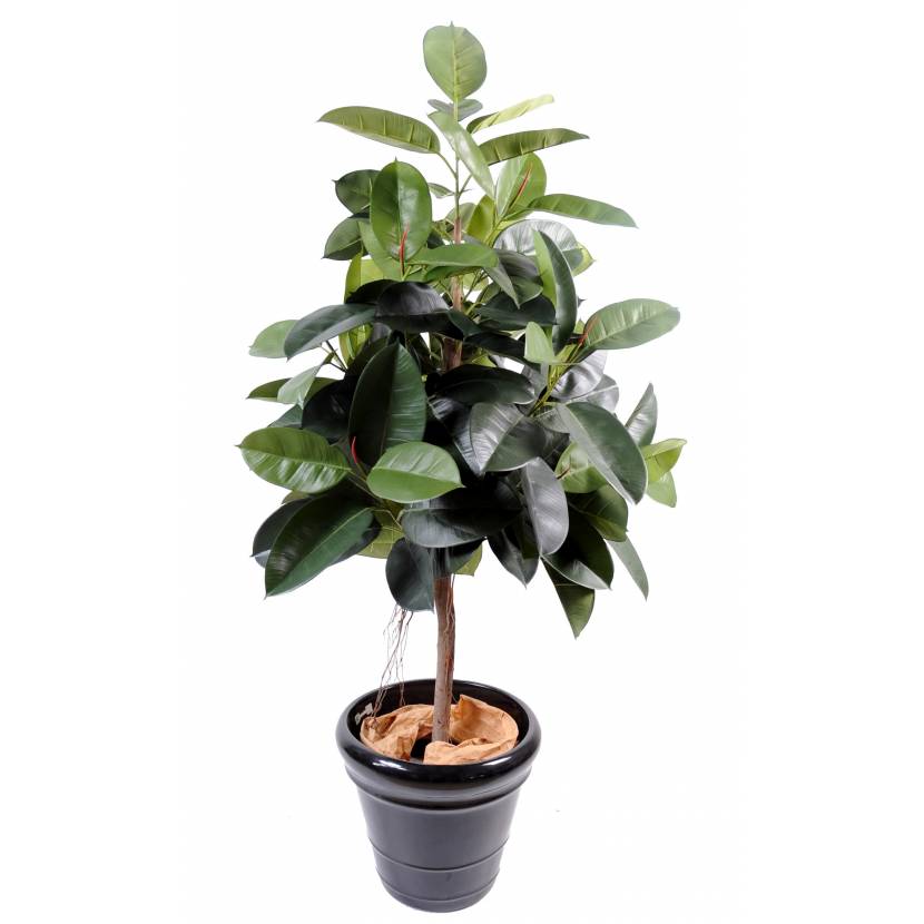 Ficus artificiel ELASTICA (Rubber plant tree)