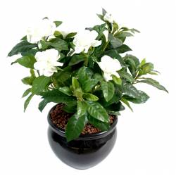 Gardenia artificiel *6-6