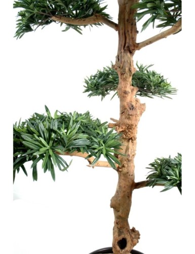PODOCARPUS CLOUD TREE LARGE