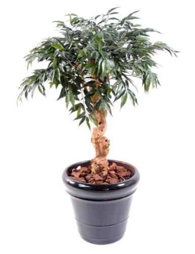 SHIRAKASHI UMBRELLA 95 CM