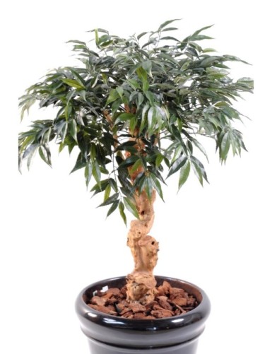 SHIRAKASHI UMBRELLA 95 CM