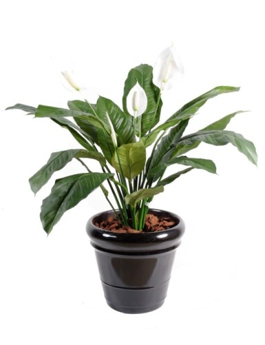 SPATHIPHYLLUM 4 BLÜTEN TOPF