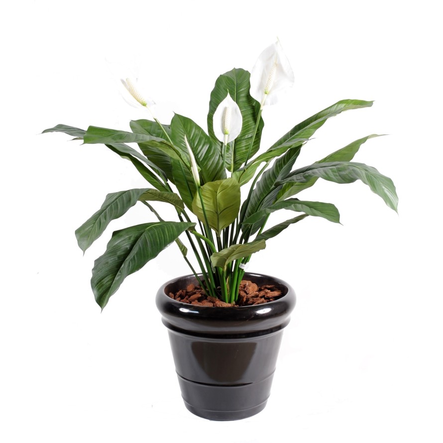 SPATHIPHYLLUM 4 BLÜTEN TOPF