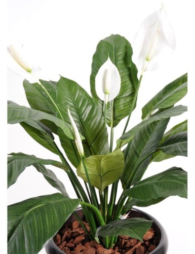 SPATHIPHYLLUM 4 BLÜTEN TOPF