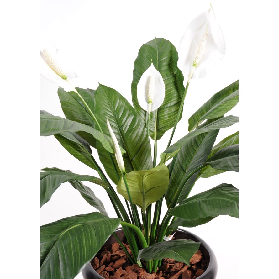 SPATHIPHYLLUM 4 BLÜTEN TOPF