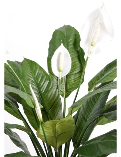 SPATHIPHYLLUM 4 BLÜTEN TOPF