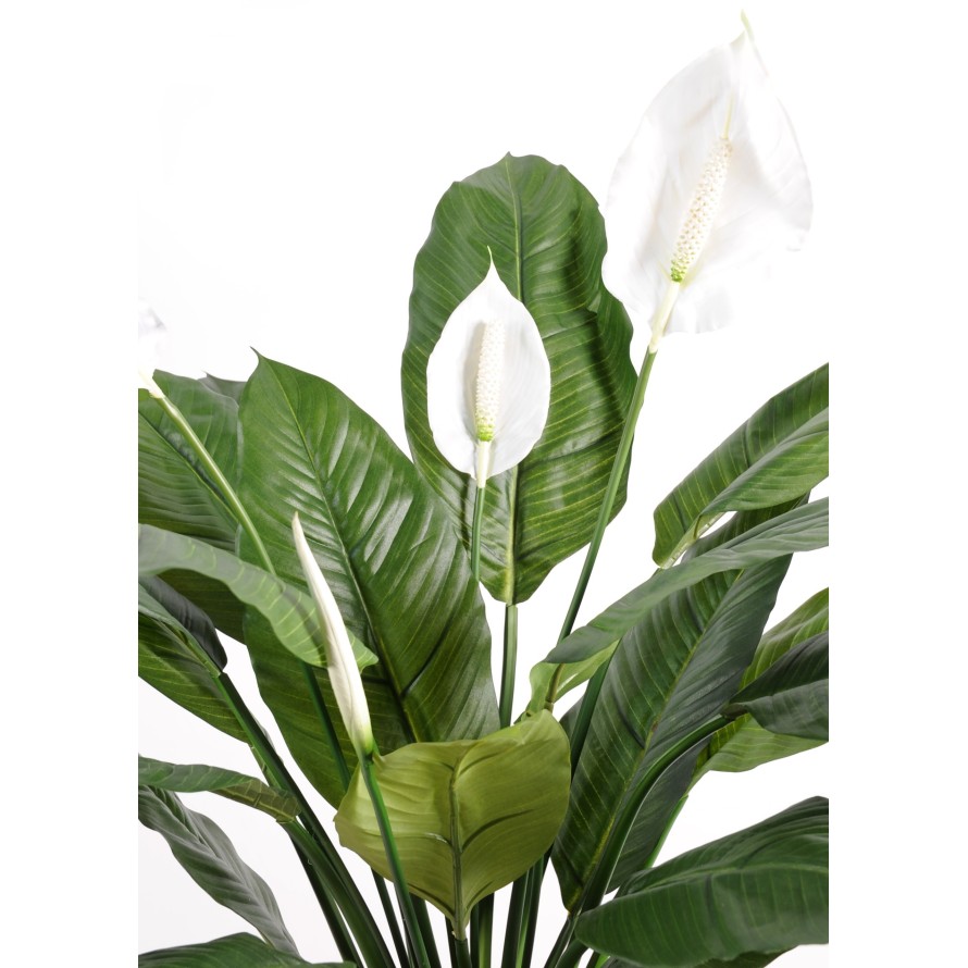 SPATHIPHYLLUM 4 BLÜTEN TOPF