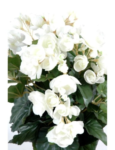 BEGONIA *90