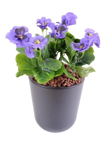 STIEFMÜTTERCHEN *11