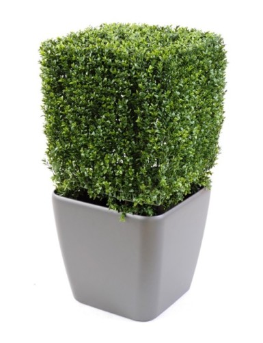 BOXWOOD SQUARE NEW