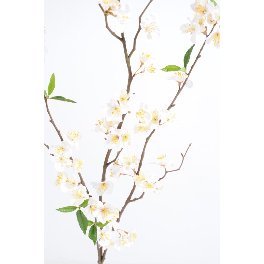 CEREZAO RAMA NEW * 76 fl