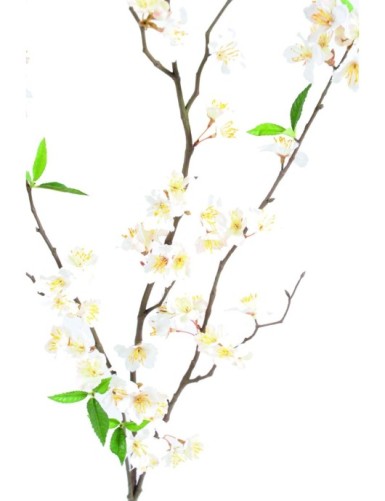 CEREZAO RAMA NEW * 76 fl