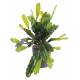 Artificial Epiphyllum LARGE PLASTIC