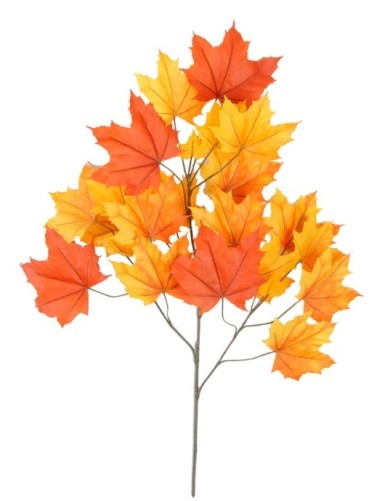 PLÁTANO ÁRBOL RAMA *23