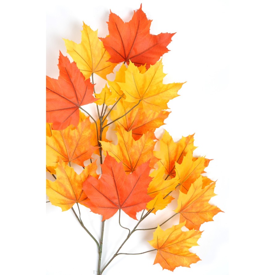 PLÁTANO ÁRBOL RAMA *23