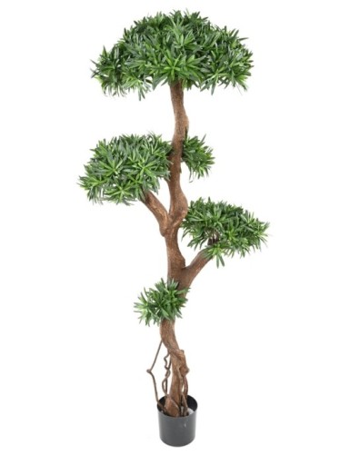 PODOCARPUS ÁRBOL