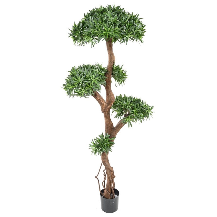 PODOCARPUS ÁRBOL