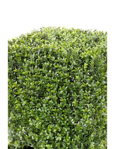 BOXWOOD SQUARE NEW