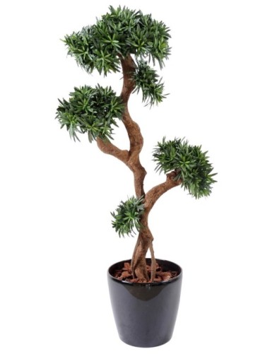 PODOCARPUS ÁRBOL
