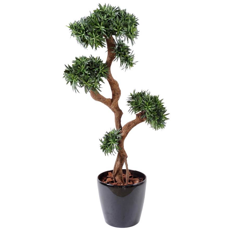 PODOCARPUS ÁRBOL