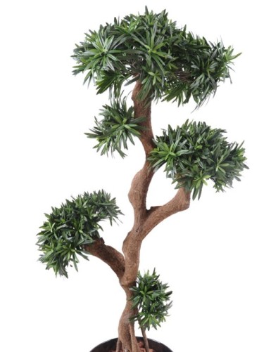 PODOCARPUS ÁRBOL