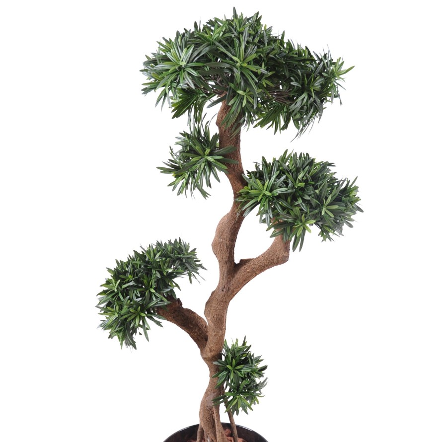 PODOCARPUS ÁRBOL