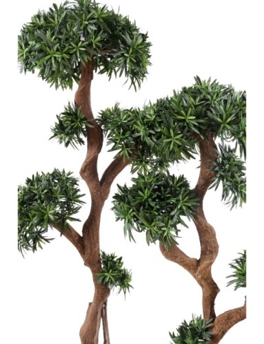 PODOCARPUS ÁRBOL