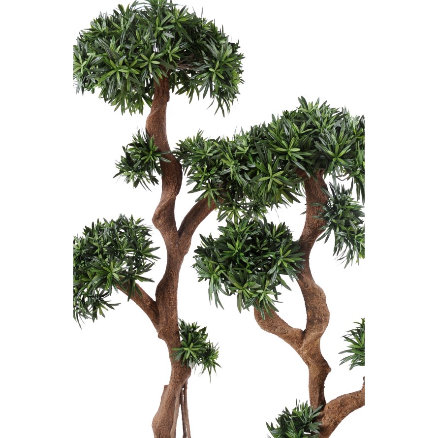 PODOCARPUS ÁRBOL