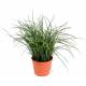 FINE POTTED Artificial GRASS