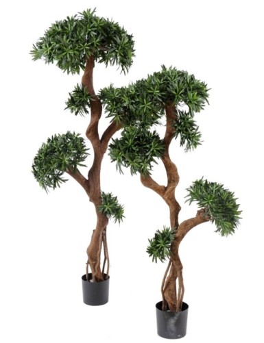 PODOCARPUS ÁRBOL