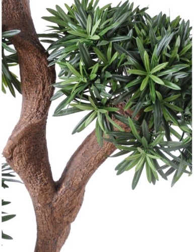 PODOCARPUS ÁRBOL