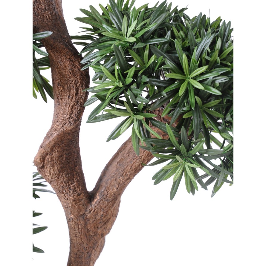 PODOCARPUS ÁRBOL