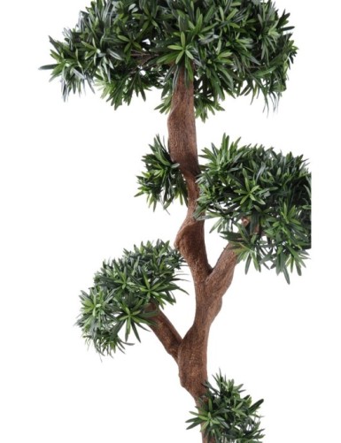 PODOCARPUS ÁRBOL