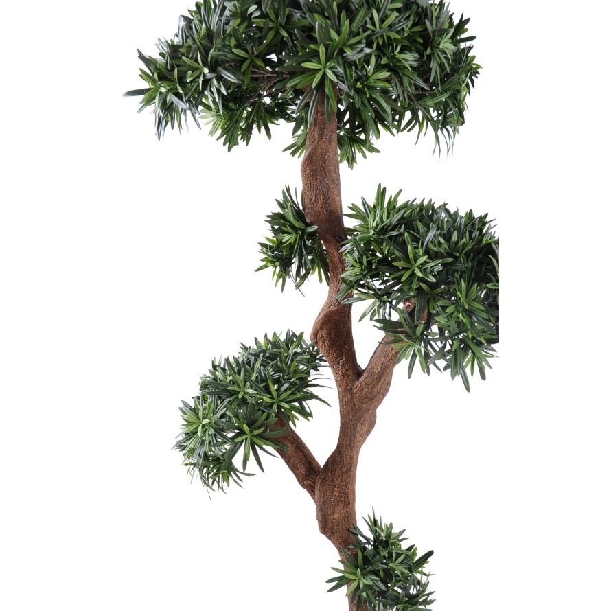 PODOCARPUS ÁRBOL