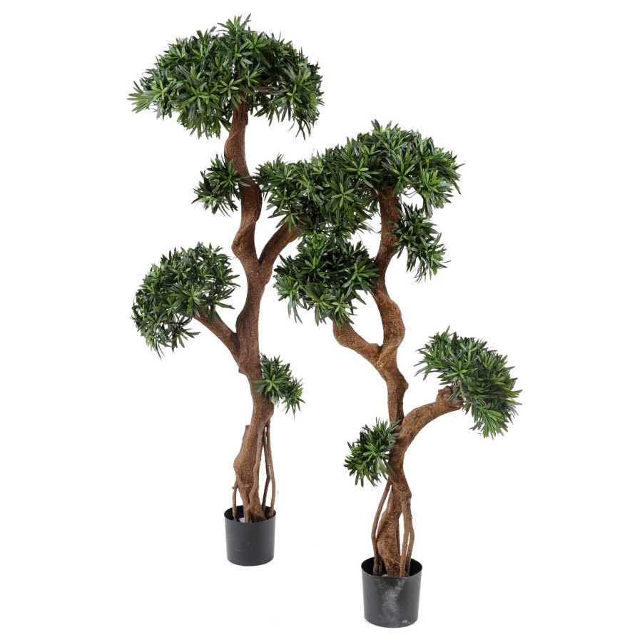PODOCARPUS ÁRBOL