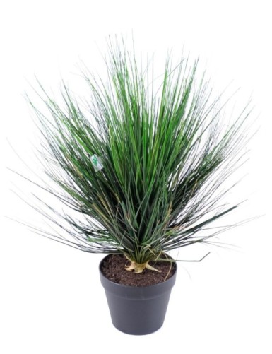 HIERBA DE CEBOLLA REDONDA