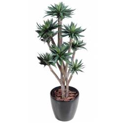Agave artificial *9