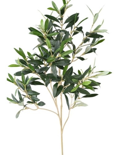 OLIVO RAMA sin frutos