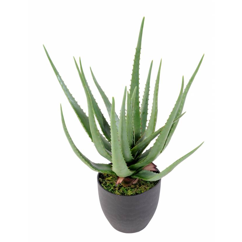 Aloe artificielle