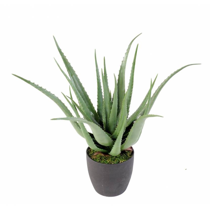 Aloe artificial