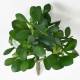 Crassula artificial JADE PLANT