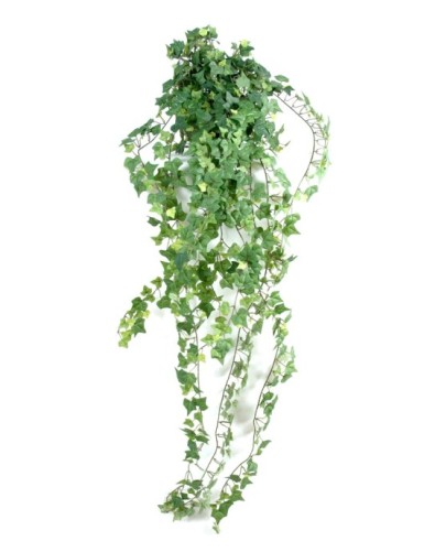 HIEDRA *801 RESISTENTE A...